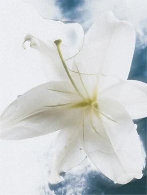 Creme natural corpo pele sensível com infusão de flores brancas para hidratação suave